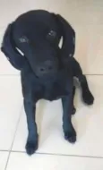 Pretinha
