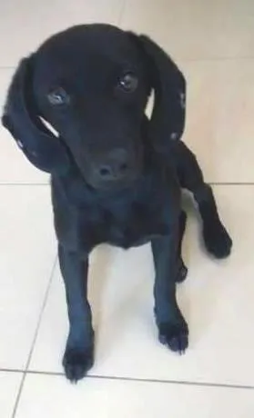 Cachorro ra a SRD idade 7 a 11 meses nome Pretinha