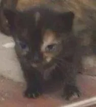 Gato raça SRD idade  nome mãezinha e filhotinha