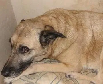 Cachorro ra a vira lata idade 6 ou mais anos nome Moly GRATIFICA