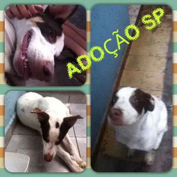 Cachorro ra a SRD idade 7 a 11 meses nome Apollo