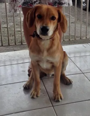 Cachorro raça srd idade 2 a 6 meses nome Nico
