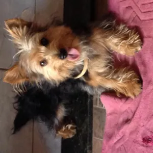 Cachorro raça york shire idade 7 a 11 meses nome juninho