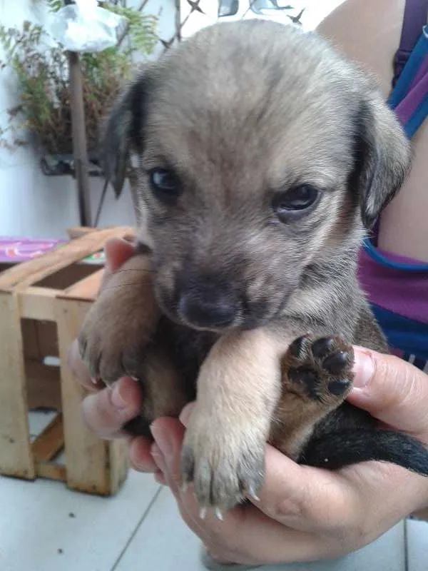 Cachorro ra a  idade Abaixo de 2 meses nome filhotes