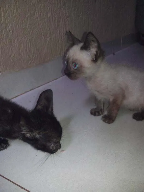 Gato raça INDEFINIDA idade Abaixo de 2 meses nome GATO