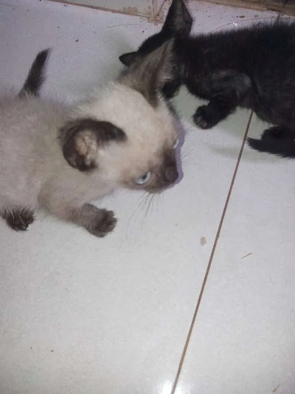 Gato raça INDEFINIDA idade Abaixo de 2 meses nome GATO