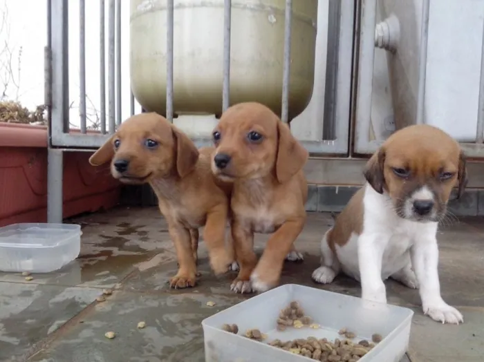 Cachorro ra a Vira lata idade 2 a 6 meses nome Sem nome