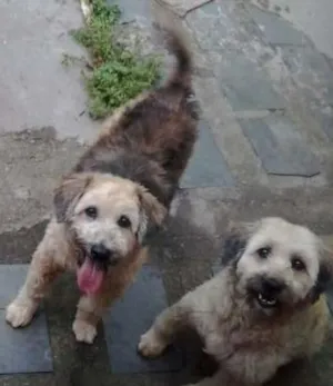 Cachorro raça SRD idade 6 ou mais anos nome Duque