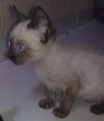 Gato raça INDEFINIDA idade Abaixo de 2 meses nome GATO