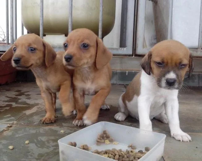 Cachorro ra a Vira lata idade 2 a 6 meses nome Sem nome
