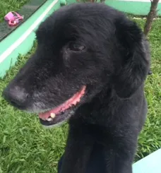 Cachorro raça SRD idade 6 ou mais anos nome Bob