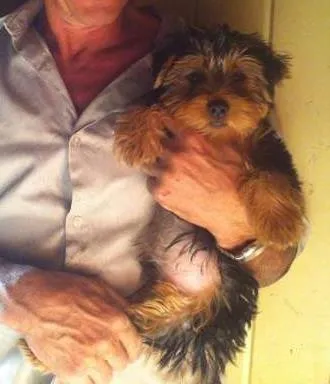 Cachorro ra a Yorkshire idade 7 a 11 meses nome Michael