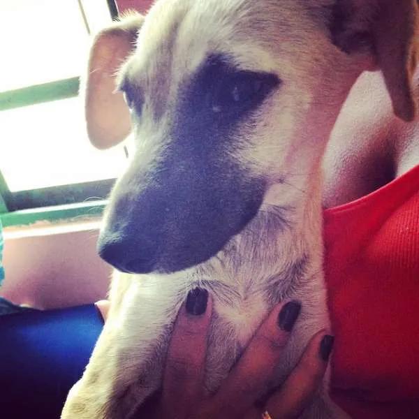 Cachorro ra a Vira lata idade 2 a 6 meses nome Heeda
