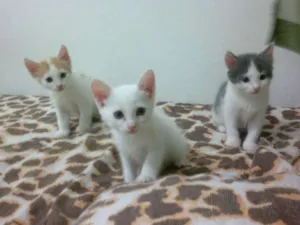 Gato raça SRD idade Abaixo de 2 meses nome Batatinha, Pipoca e