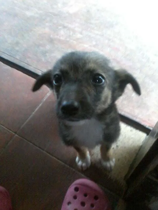 Cachorro raça vira-lata idade 7 a 11 meses nome nao tem