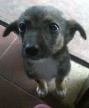 Cachorro raça vira-lata idade 7 a 11 meses nome nao tem