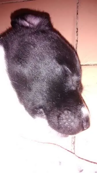 Cachorro raça Não Definida idade Abaixo de 2 meses nome Mel