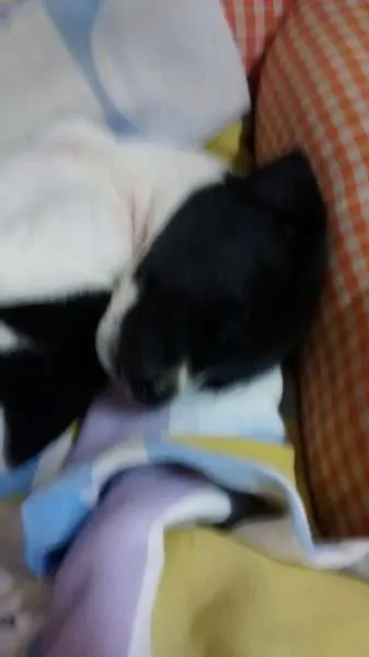 Cachorro raça Não Definida idade Abaixo de 2 meses nome Mel