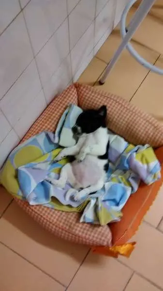 Cachorro raça Não Definida idade Abaixo de 2 meses nome Mel