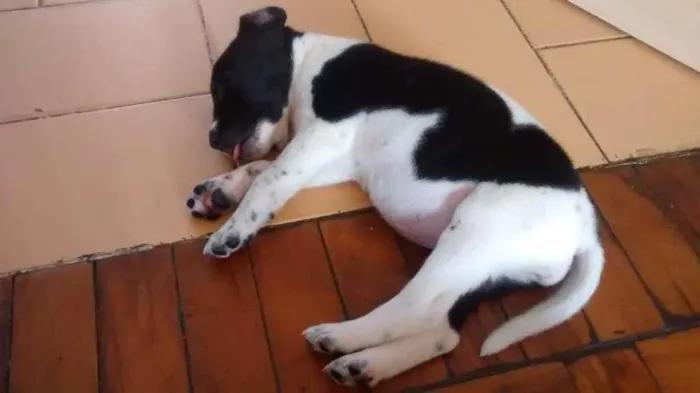 Cachorro raça Não Definida idade Abaixo de 2 meses nome Mel