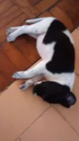 Mel