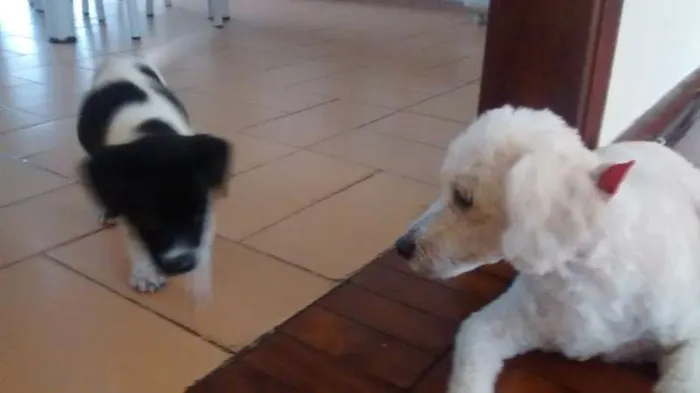 Cachorro raça Não Definida idade Abaixo de 2 meses nome Mel