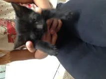 Gato ra a rnd idade Abaixo de 2 meses nome fred e nina