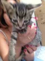 Gato ra a rnd idade Abaixo de 2 meses nome fred e nina