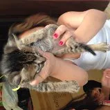 Gato ra a rnd idade Abaixo de 2 meses nome fred e nina
