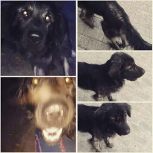 Cachorro raça SRD idade 1 ano nome Bruno