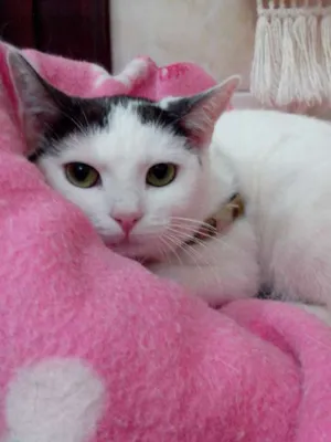 Gato raça SRD idade 1 ano nome PITUCA