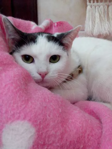 Gato ra a SRD idade 1 ano nome PITUCA