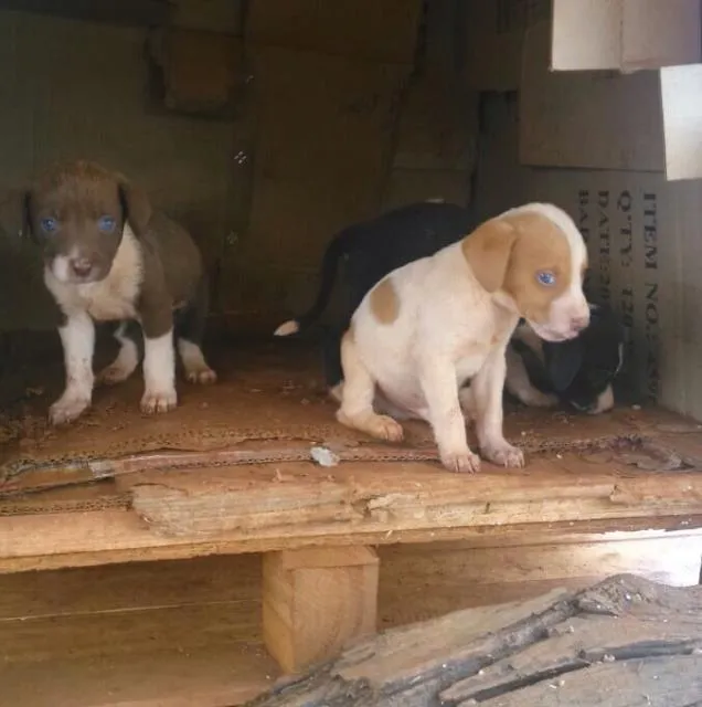 Cachorro ra a Sem raça definida idade Abaixo de 2 meses nome Não possui