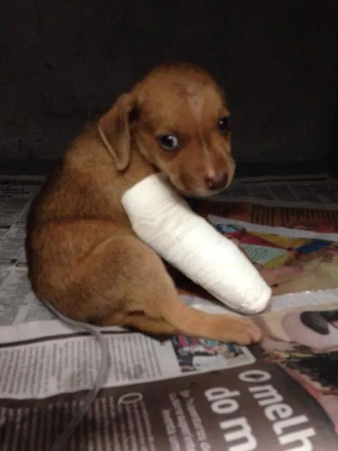 Cachorro ra a Sem raça definida idade Abaixo de 2 meses nome Não possui