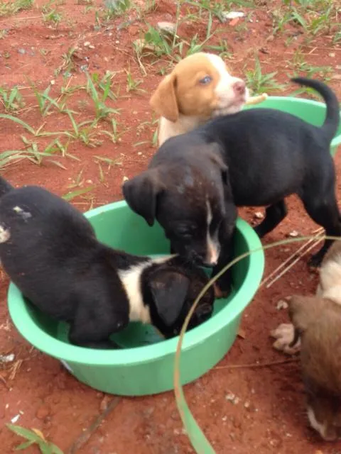 Cachorro ra a Sem raça definida idade Abaixo de 2 meses nome Não possui