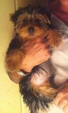 Cachorro raça Yorkshire idade 7 a 11 meses nome Michael