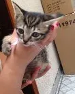 Gato ra a rnd idade Abaixo de 2 meses nome fred e nina