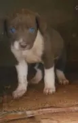 Não possui