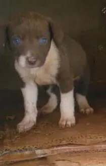 Cachorro ra a Sem raça definida idade Abaixo de 2 meses nome Não possui