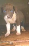 Não possui