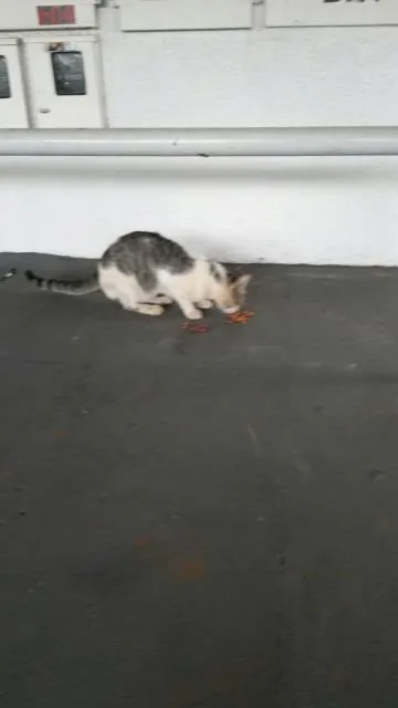 Gato ra a  idade  nome Amarelinho