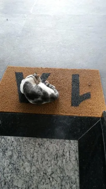 Gato ra a  idade  nome Amarelinho