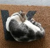 Gato ra a  idade  nome Amarelinho