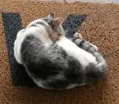 Gato ra a  idade  nome Amarelinho