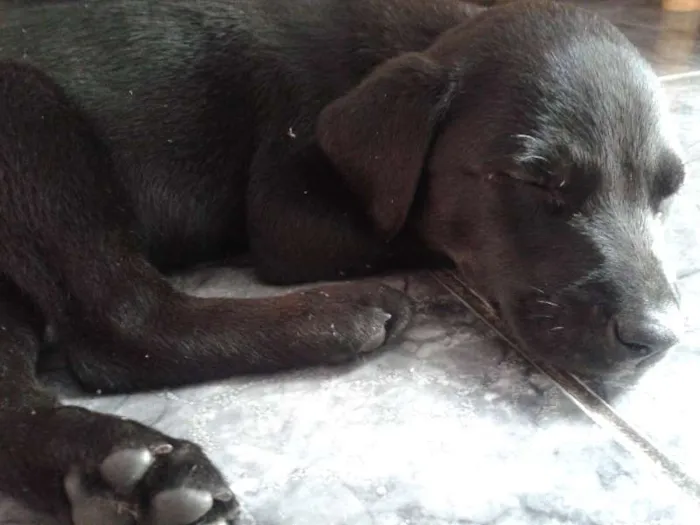 Cachorro raça Doberman com Vira Lata porte grande idade 2 a 6 meses nome Filhotes