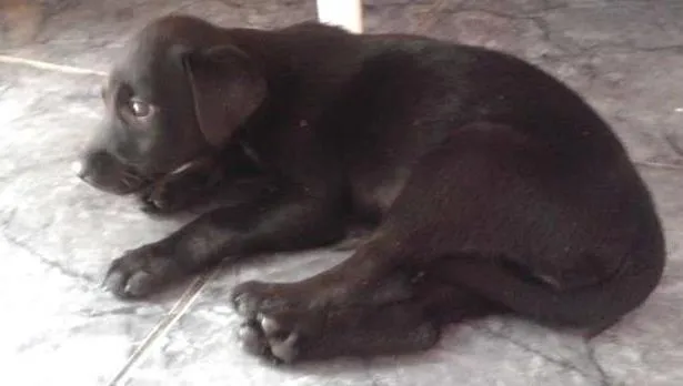 Cachorro raça Doberman com Vira Lata porte grande idade 2 a 6 meses nome Filhotes