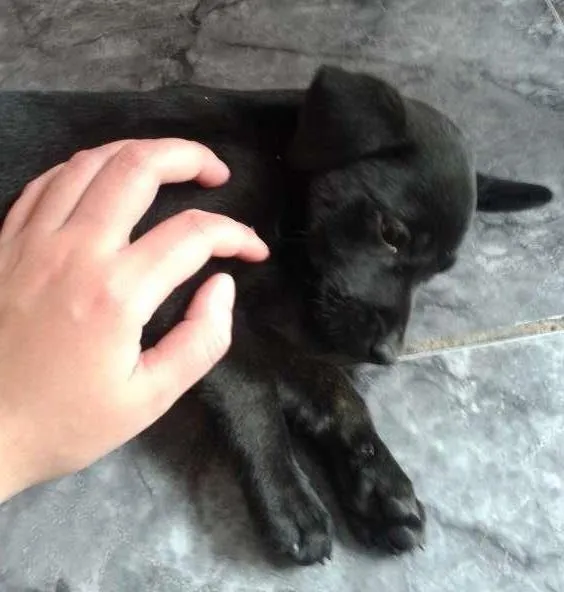 Cachorro raça Doberman com Vira Lata porte grande idade 2 a 6 meses nome Filhotes