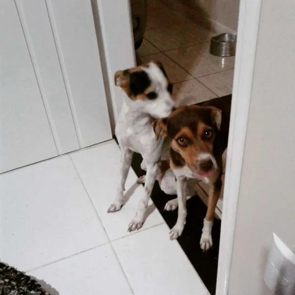 Cachorro ra a SRD idade 2 anos nome Babi e Cacau