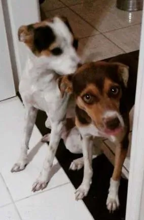 Cachorro ra a SRD idade 2 anos nome Babi e Cacau