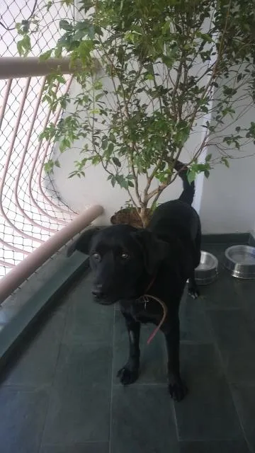 Cachorro ra a Labrador idade 2 anos nome Kiara